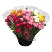 Ranunkler 10-p 40cm varierande färger.