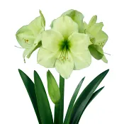 Amaryllis Luna 14cm.