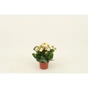 Kalanchoe 10,5cm Höjd 26cm varierande färger.