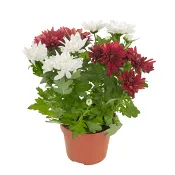 Krysantemum 12 cm kruka Höjd 30cm varierande färger.