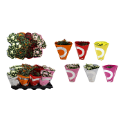 Krysantemum 10,5 Mix.