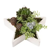 Arrangemang Jul Stjärna 18cm.