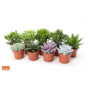 Succulent Mix 12cm.