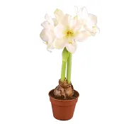 Amaryllis vit 14 cm.