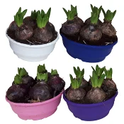 Hyacint mix 16 cm.