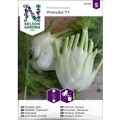 Fänkål, Söt-, Preludio F1 Nelson Garden.