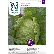 Kål, Savoj-, Convoy F1 Nelson Garden.