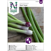 Lök, Pip-, Red Toga Nelson Garden.