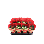 Kalanchoe mini med glitter 6cm kruka Höjd 15cm.