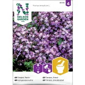 Timjan, Back- Nelson Garden.