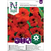 Krasse, Busk-, Whirlybird Mahogny Nelson Garden.