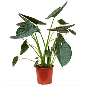Klipp Alocasia Wentii 19 cm.