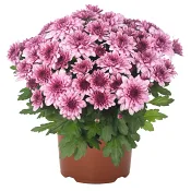 Krysantemum rosa 11,5 cm.