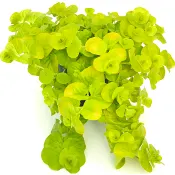 Penningblad 12cm kruka.