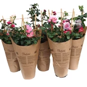 Trädgårdsros 23 cm.