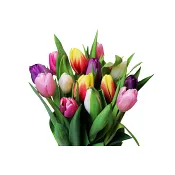 Tulpaner 13-pack i mixade färger i bunten.