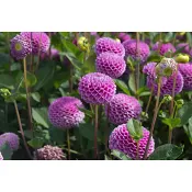 Dahlia Franz Kafka 125 Gram ICA Garden.