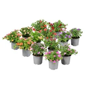 Hängpetunia småblommig 10,5cm kruka varierande färger.