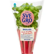 Basilika i kruka Ekologisk 1-p KRAV Svegro.