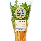 Koriander i kruka Ekologisk 1-p KRAV Svegro.