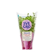 Oregano i kruka Ekologisk 1-p KRAV Svegro.