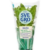 Salvia i kruka Ekologisk 1-p KRAV Svegro.