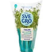 Timjan i kruka Ekologisk 1-p KRAV Svegro.