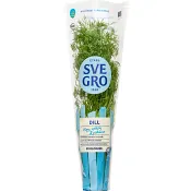 Dill i kruka Ekologisk 1-p KRAV Svegro.