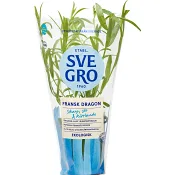 Fransk Dragon i kruka Ekologisk 1-p KRAV Svegro.