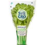 Krispsallad kruka 1-p KRAV Svegro.