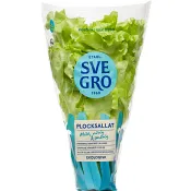 Plocksallat Kruka 1-p KRAV Svegro.