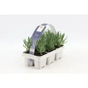 Lavendel 6 pack.