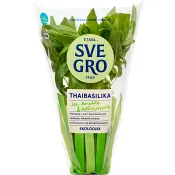 Thaibasilika i kruka Ekologisk 1-p KRAV Svegro.