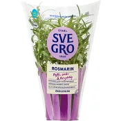 Rosmarin i kruka Ekologisk 1-p KRAV Svegro.