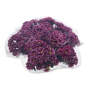 Kvistkrysant 2 fär.