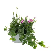 Arrangemang Zink Ute 14cm.