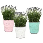 Arrangemang Lavendel Zink 16cm.