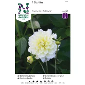 Vårlök Dekorativdahlia Hög Gul 1st Nelson Garden.