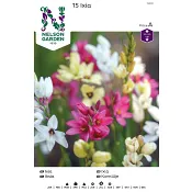 Vårlök Ixia Mix 1st Nelson Garden.