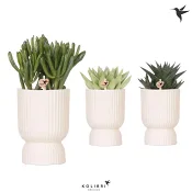 Suckulenter i keramikkruka.