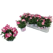 Trädgårdsnejlika Pink Proud 10,5 cm.