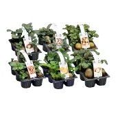 Sättpotatis 6-pack.