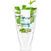 Mynta Ekologisk 1-p KRAV Klass 1 ICA I love eco.
