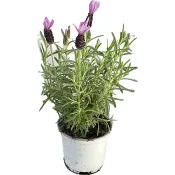 Fjärilslavendel 10,5 cm.