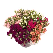 Kvistnejlikor 10 pack 50 cm.