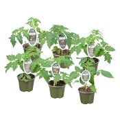 Tomatplanta 12 cm.