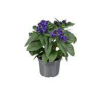 Årets sommarblomma 2024.