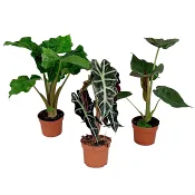 AlocasiaMix 12cm.