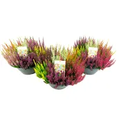 Ljung Mosaica 23 cm.