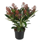 Skimmia röd 11cm.